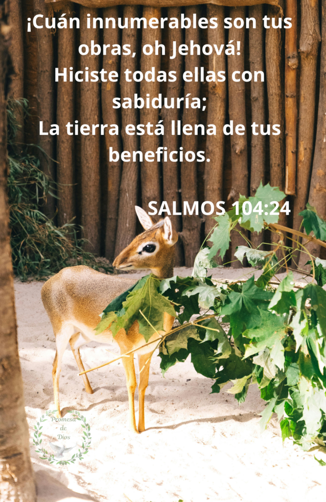 Salmos 104:24